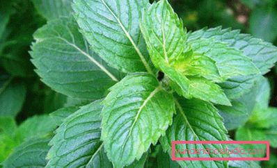 Burdock mask for hair loss