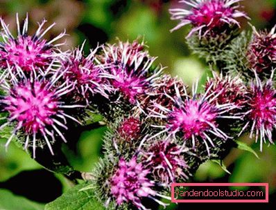 Burdock mask for hair loss