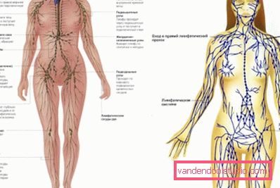lymphatic system lymphatic system