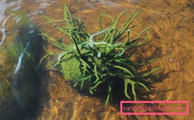 freshwater sponge freshwater sponge