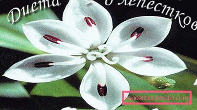 6 petals diet 6 petals diet