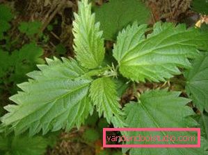 Nettle for hair