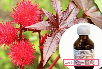 plant from which get castor oil plant from which get castor oil