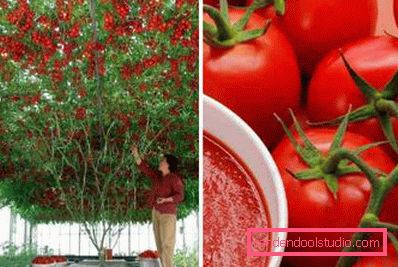 tomato tree and fruit