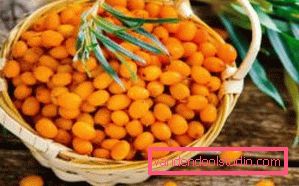 Sea buckthorn Sea buckthorn oil for dry and damaged hair