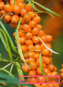 Sea buckthorn hair oil