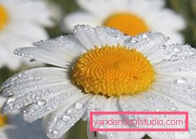 Herbal decoctions for hair