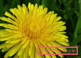 Herbal decoctions for hair