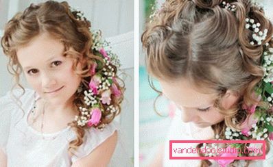 gypsophila in curls gypsophila in curls