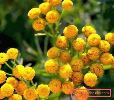 tansy tansy